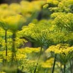 How to Trim Dill