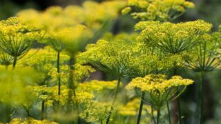 How to Trim Dill