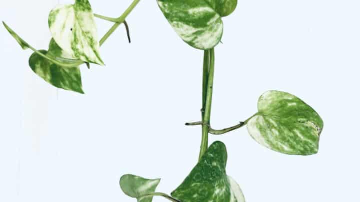 How to Trim a Pothos Plant and Keep it Growing