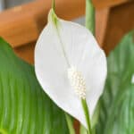 How to divide a peace lily