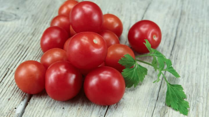 Husky Cherry Red Tomato Plant Care – The Gardener’s Guide