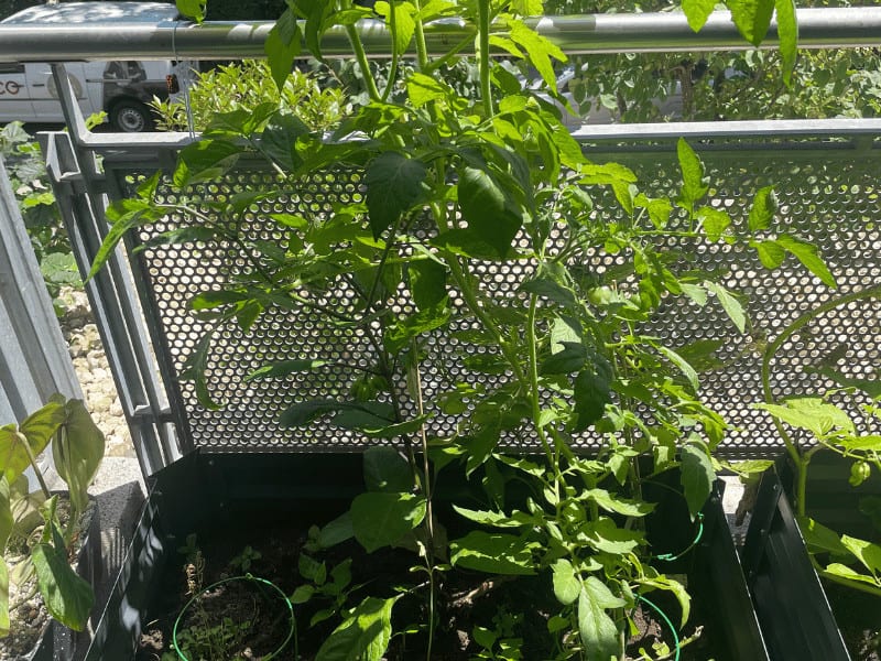 Husky Cherry Red Tomatoes in my raised bed on the balcony. It is a south-facing balcony and they cherry tomatoes are getting full sun