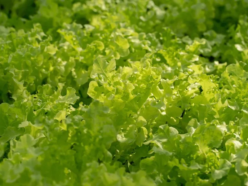 Iceberg lettuce needs to be watered twice a week and more often on hot days.