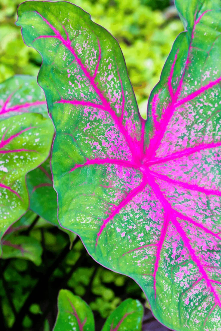 If you live in USDA plant hardiness zones 9-11 you can leave the caladium bulbs in the ground