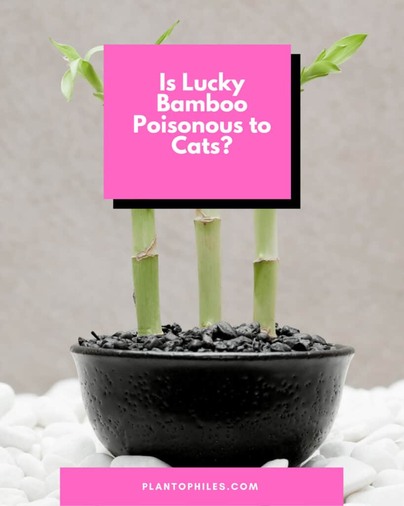 Is Lucky Bamboo Poisonous to Cats