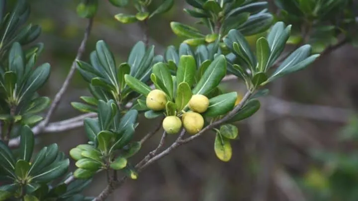 Japanese Pittosporum Best Care Tips &mdash; Revealed