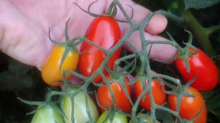 Juliet Tomato Plant Care – A Must-Read Growing Guide