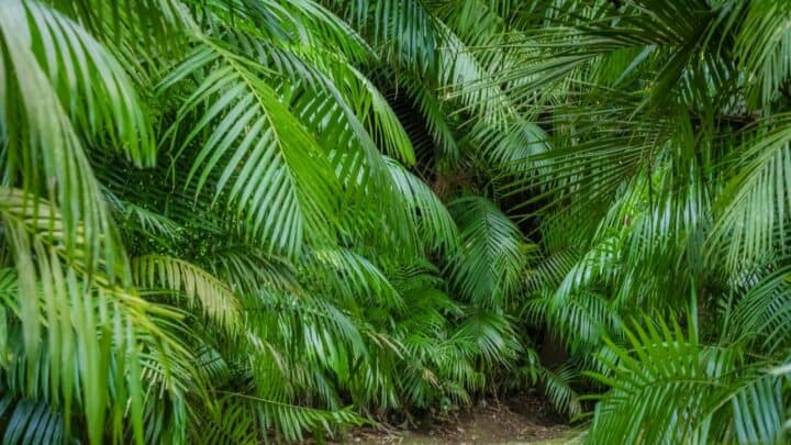 Kentia Palm Care – The Definitive Beginner’s Guide