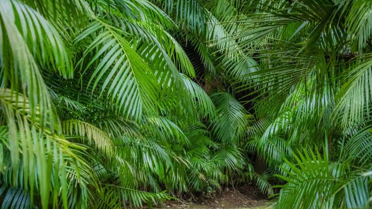 kentia palm living room
