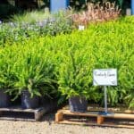 Kimberly Queen Fern Care