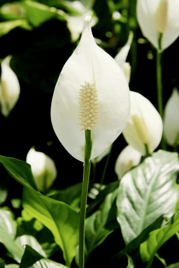 Look for a rhizome with roots attached when dividing a peace lily