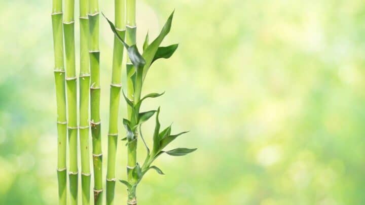 My Lucky Bamboo is Growing Too Tall — Do This!