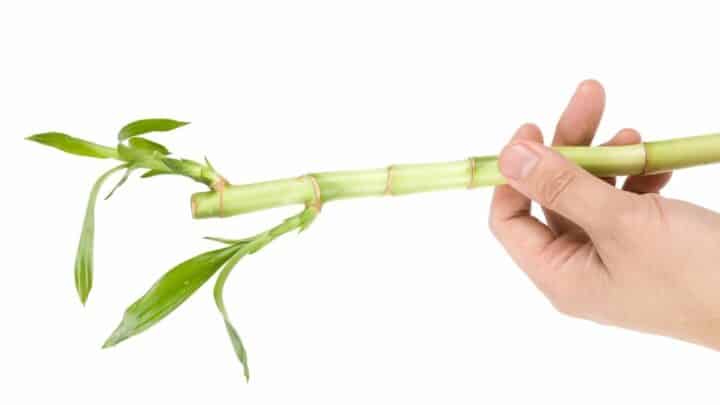 Is Lucky Bamboo Poisonous to Cats?