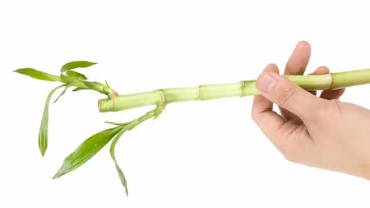 Are bamboo plants hot sale poisonous to dogs