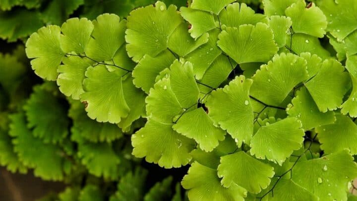 Maidenhair Fern Plant Care — All You Need to Know
