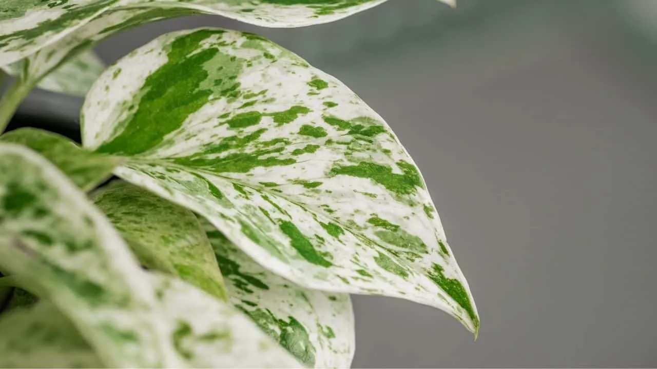 Marble Queen Pothos Leaves
