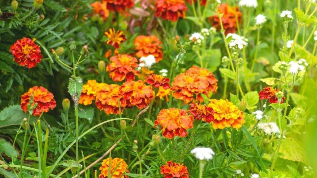 how often do marigolds need to be watered