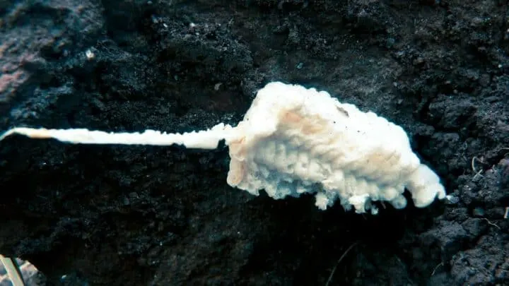 Mealybugs in Soil &ndash; 7 Surefire Ways of Ridding Them
