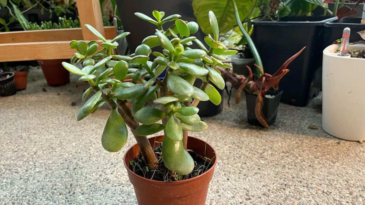 My Young Jade Plant