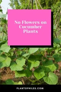 No Flowers on Cucumber Plants