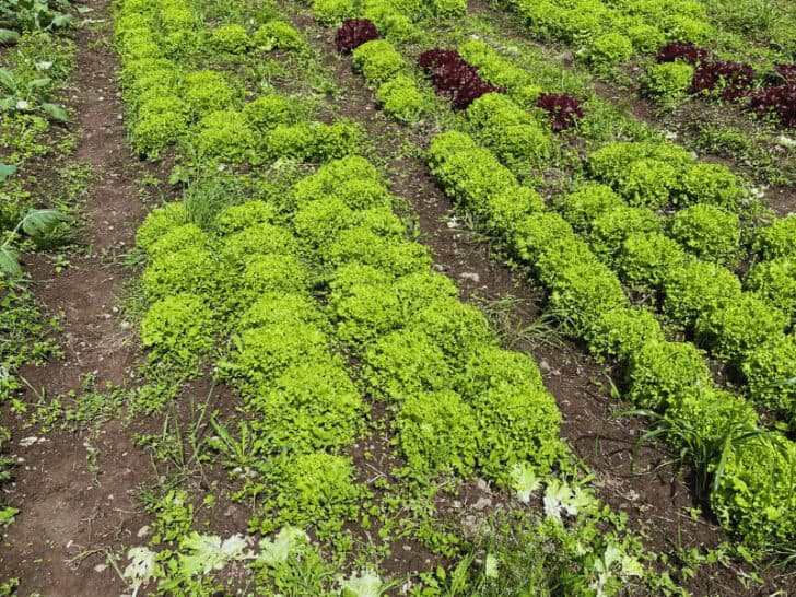 How Much Water Does Lettuce Need? - Top Tips!