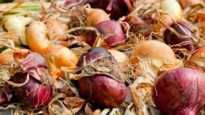 6 Best Fertilizer for Onions and Garlic – A Buyers Guide