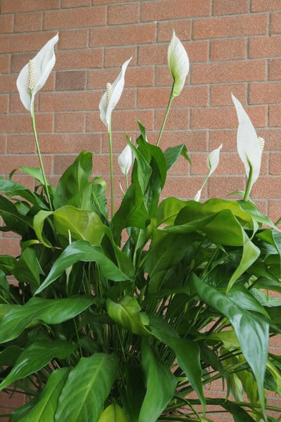 Peace lilies can be separated with sharp sterile pruning shears