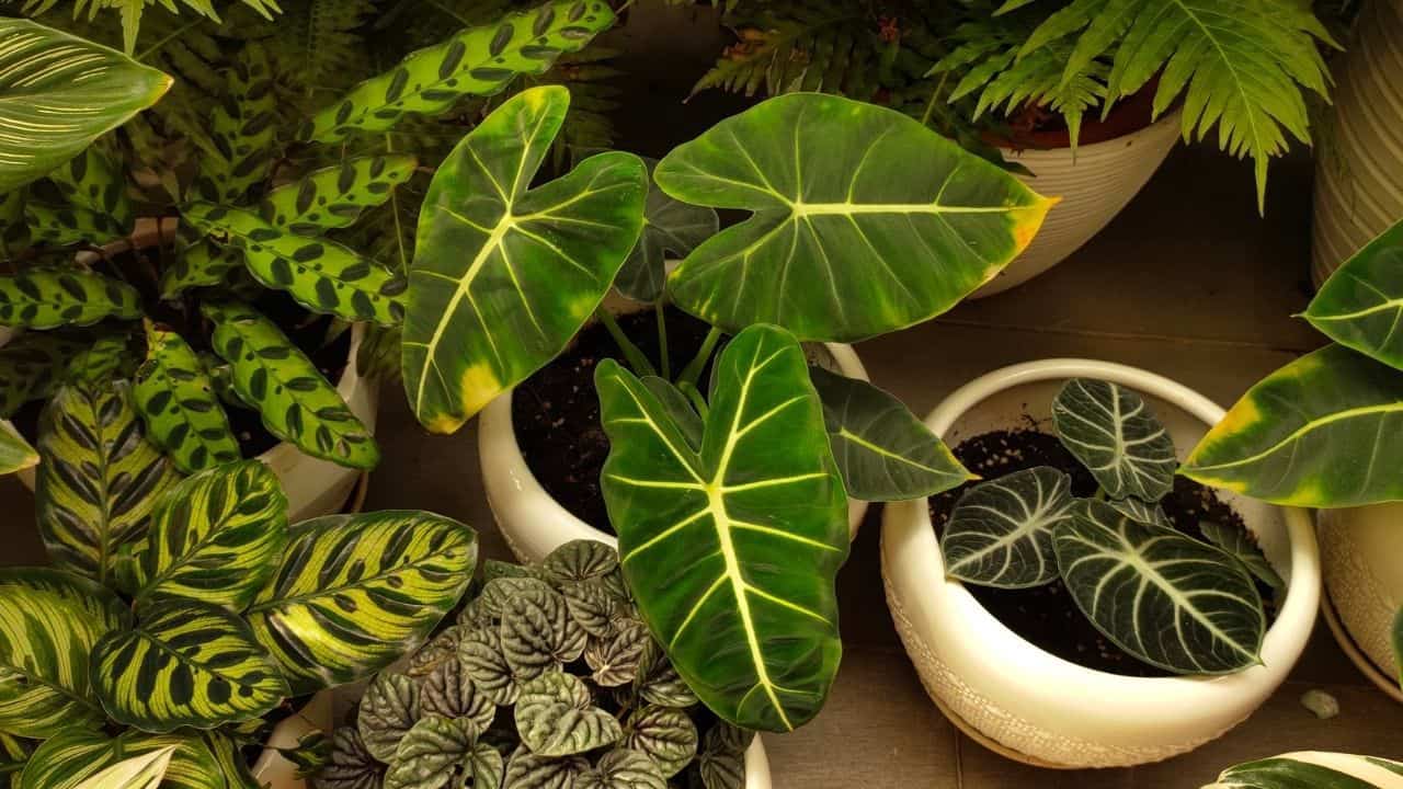 Philodendron Diseases
