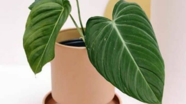 Philodendron Glorious Plant Care – A Definitive Guide