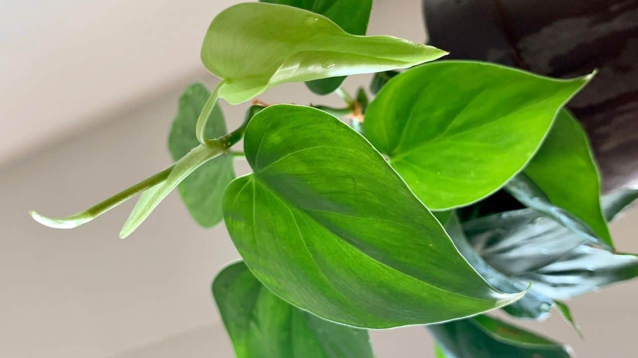Philodendron Light Requirements