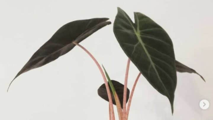 Pink Dragon Alocasia Care — All You Need to Know
