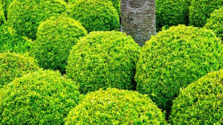 When to Plant Boxwoods? Thank you for the Tip!
