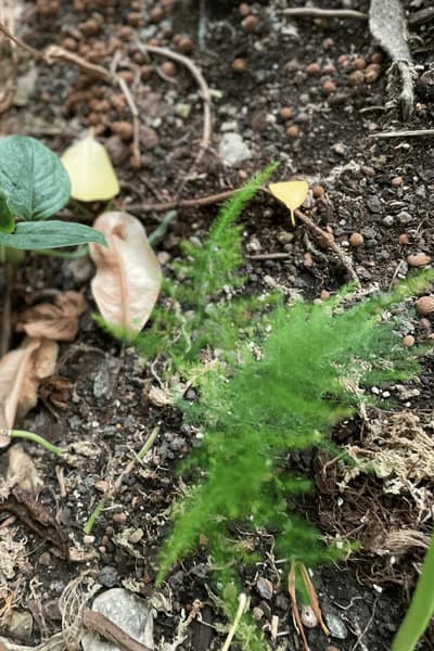 Plumosa Fern grows best in well-draining soil