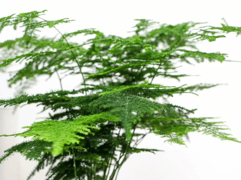 Plumosa fern is also know as Asparagus fern