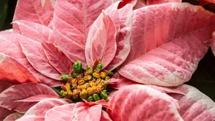 Why is My Poinsettia Dying? Thats Why!