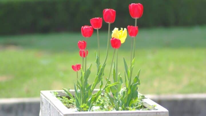 How Long Do Potted Tulips Last? — The Answer