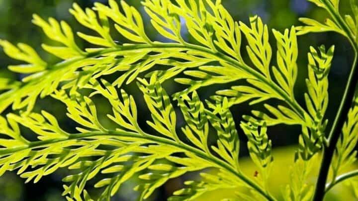 Rabbit’s Foot Fern Care Tips You Wish You Knew Earlier