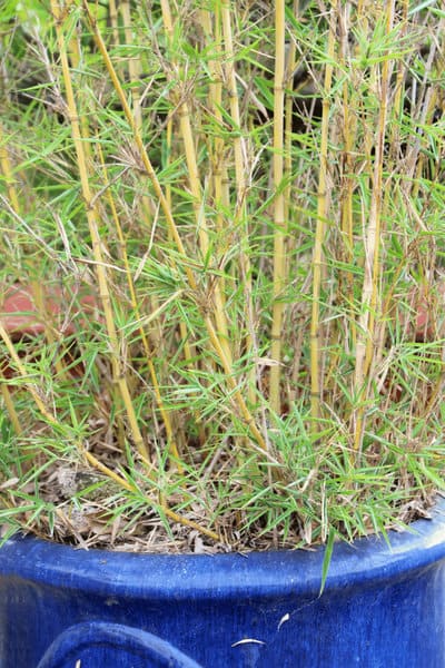 Remove the bamboo from its pot using a stick or butter knife to loosen the soil