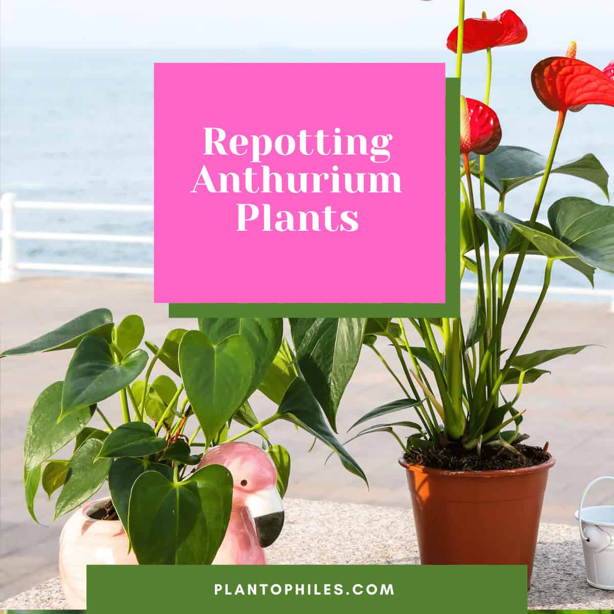 Repotting Anthurium Plants