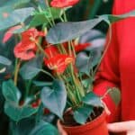 Repotting Anthuriums