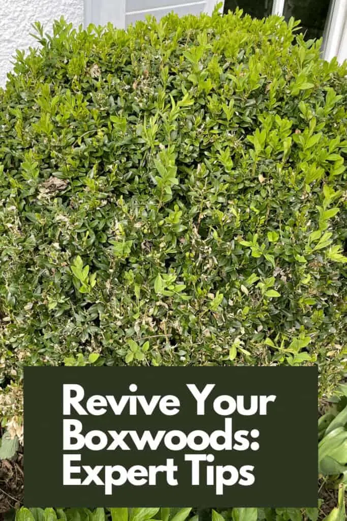 Revive Your Boxwoods Expert Tips