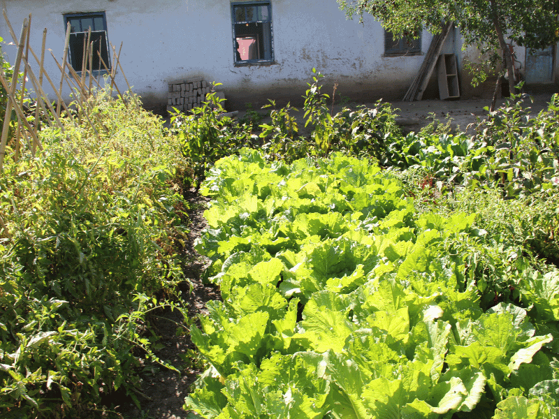 Romaine lettuce prefers slightly moist soil at all times