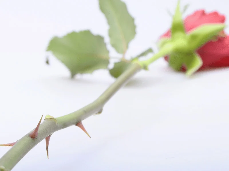 Rose Thorns contain no plant tissue and are easy to remove