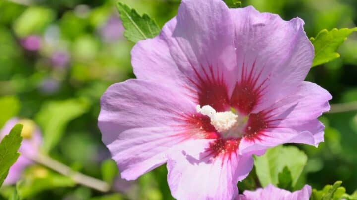 How to Prune A Rose of Sharon in 4 Steps
