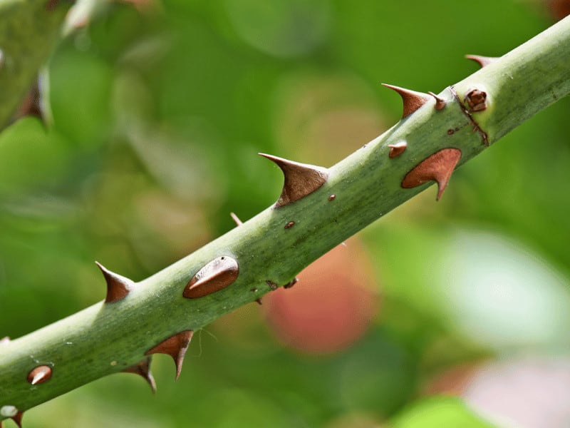 Rose thorns have at least two important purposes