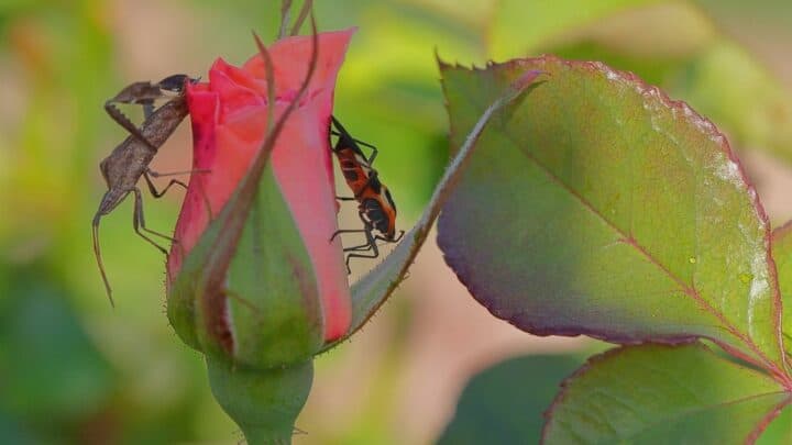 Here’s How to Protect Your Roses from Bugs — For Good!
