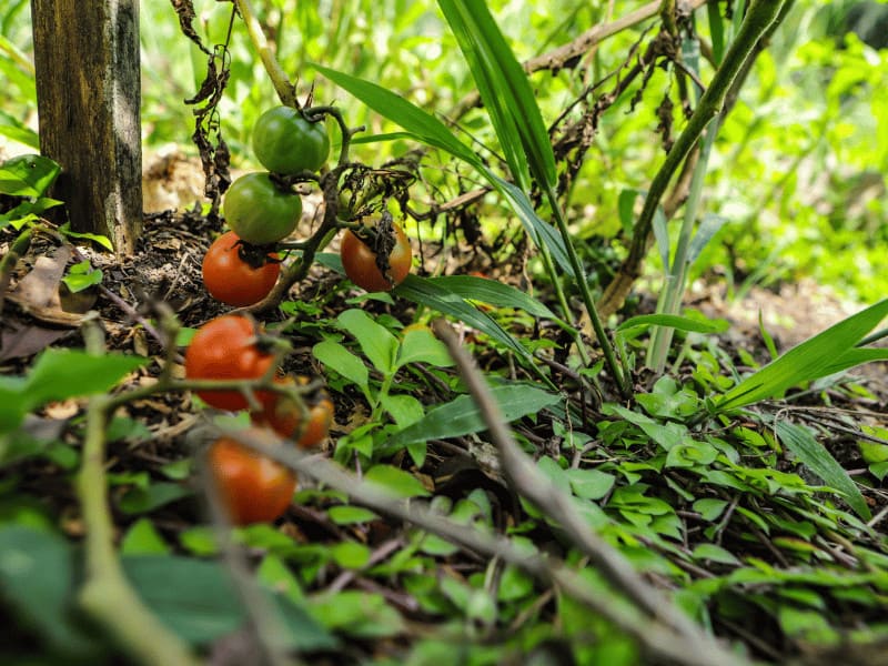 Solanum lycopersicum var. Cerasiforme ‘Husky Cherry Red’