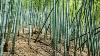 Stop Bamboo from Spreading