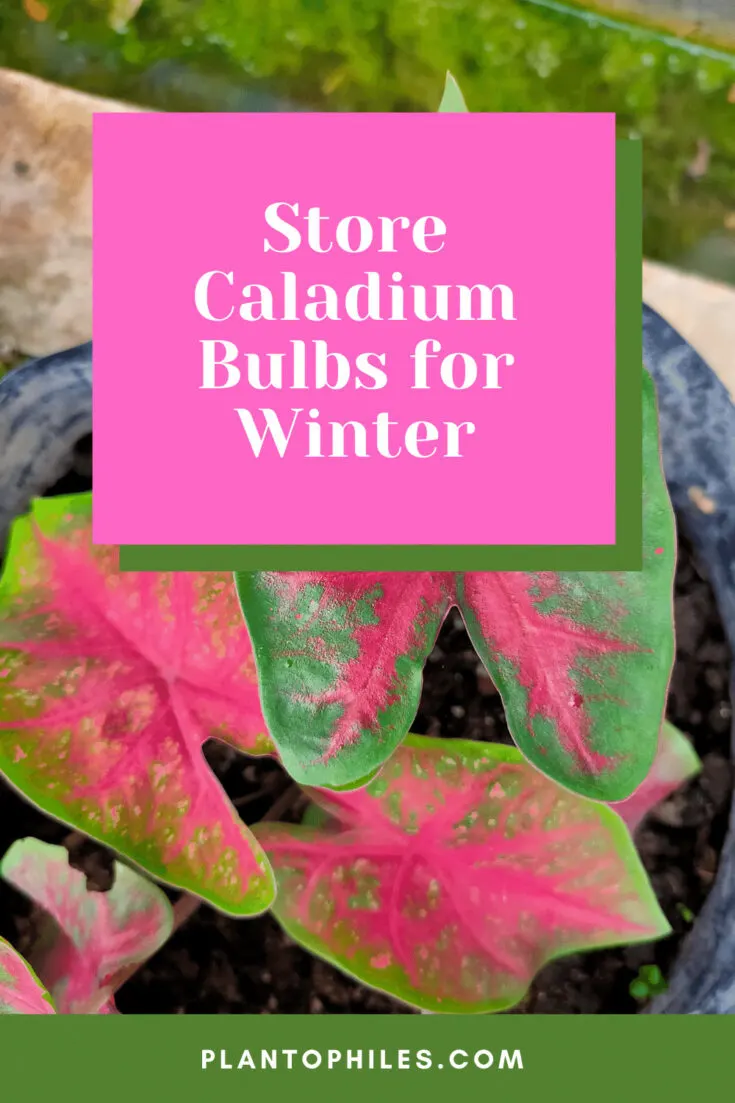Store Caladium Bulbs for Winter