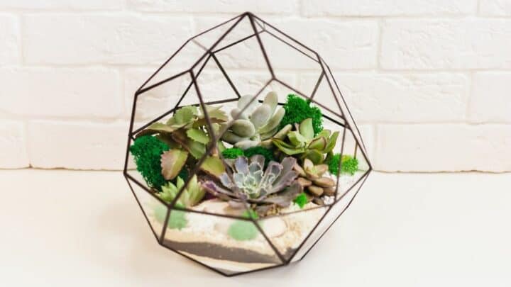 How to Make a Succulent Terrarium — In-depth Guide